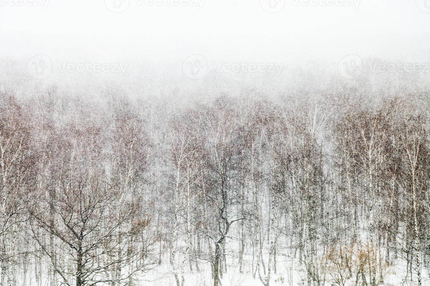 ek och björk träd i snö häftig snöstorm foto