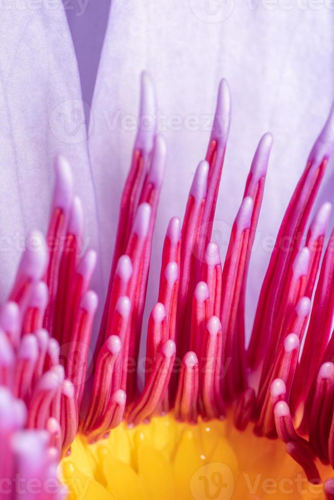 stänga upp stamen detalj av de Centrum av en vatten lilja blomma. foto