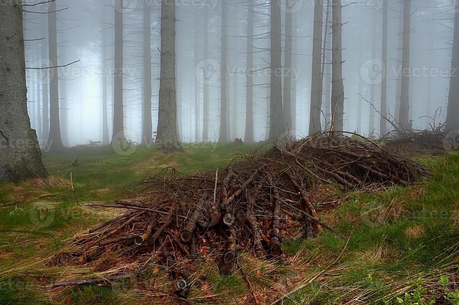 i de gran skog foto