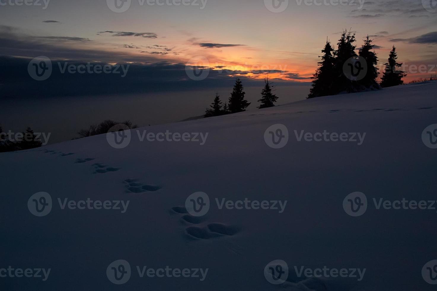 fotspår i vinter- foto