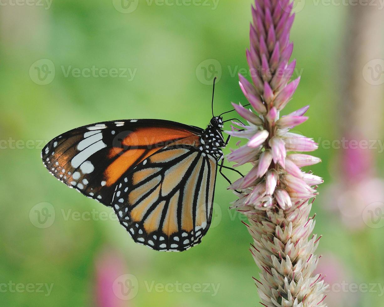 fjäril (vanlig tiger) och blomma foto