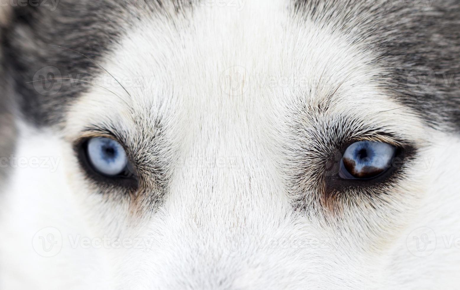 närbild av husky hundblå ögon foto