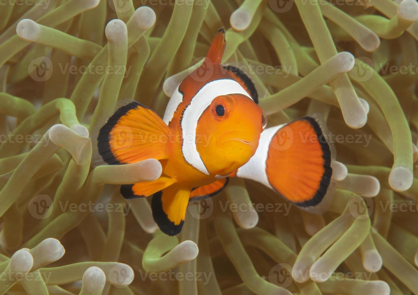 ocellaris clownfish foto