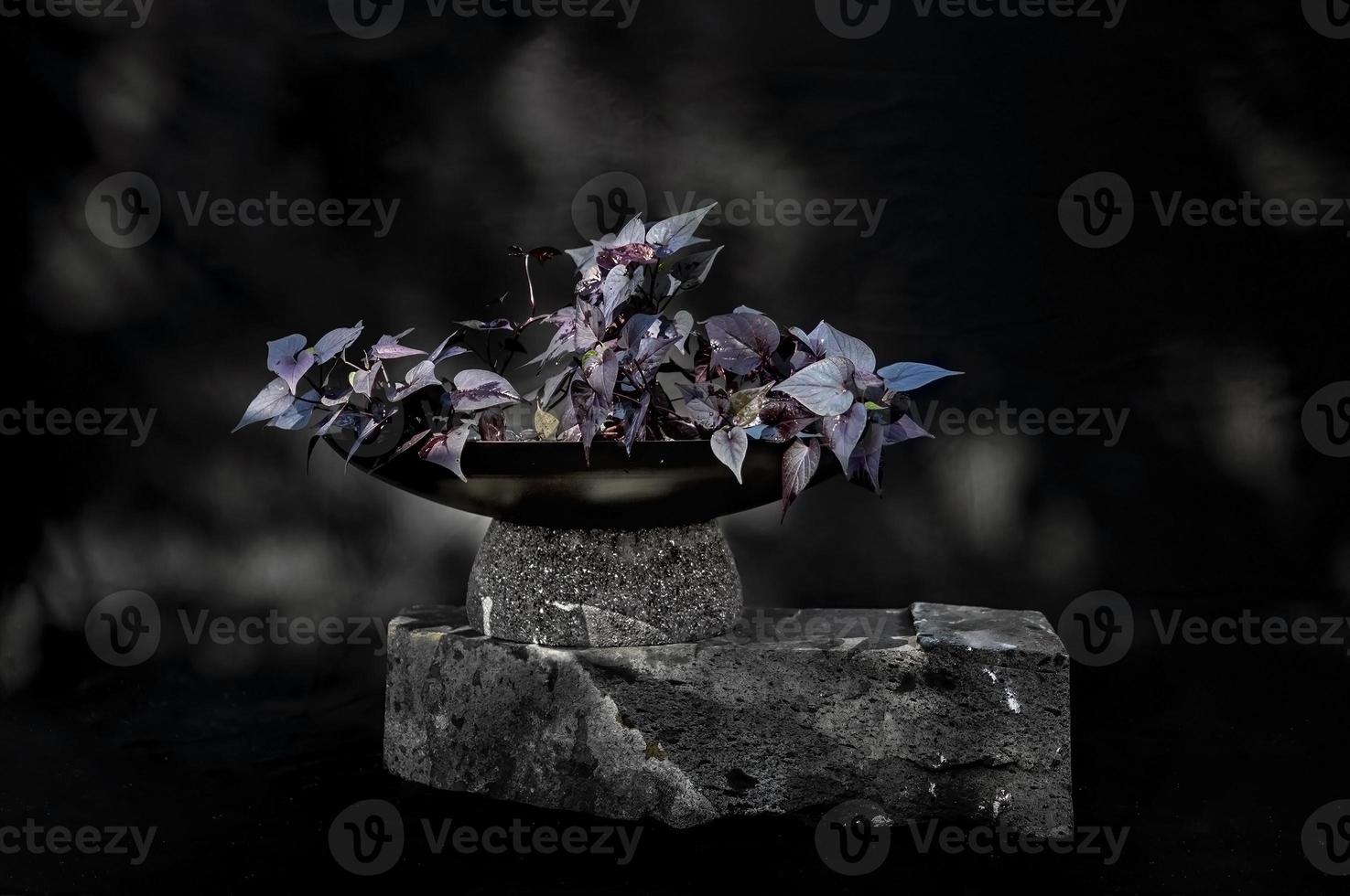 designer planter på sten med svart bakgrund foto