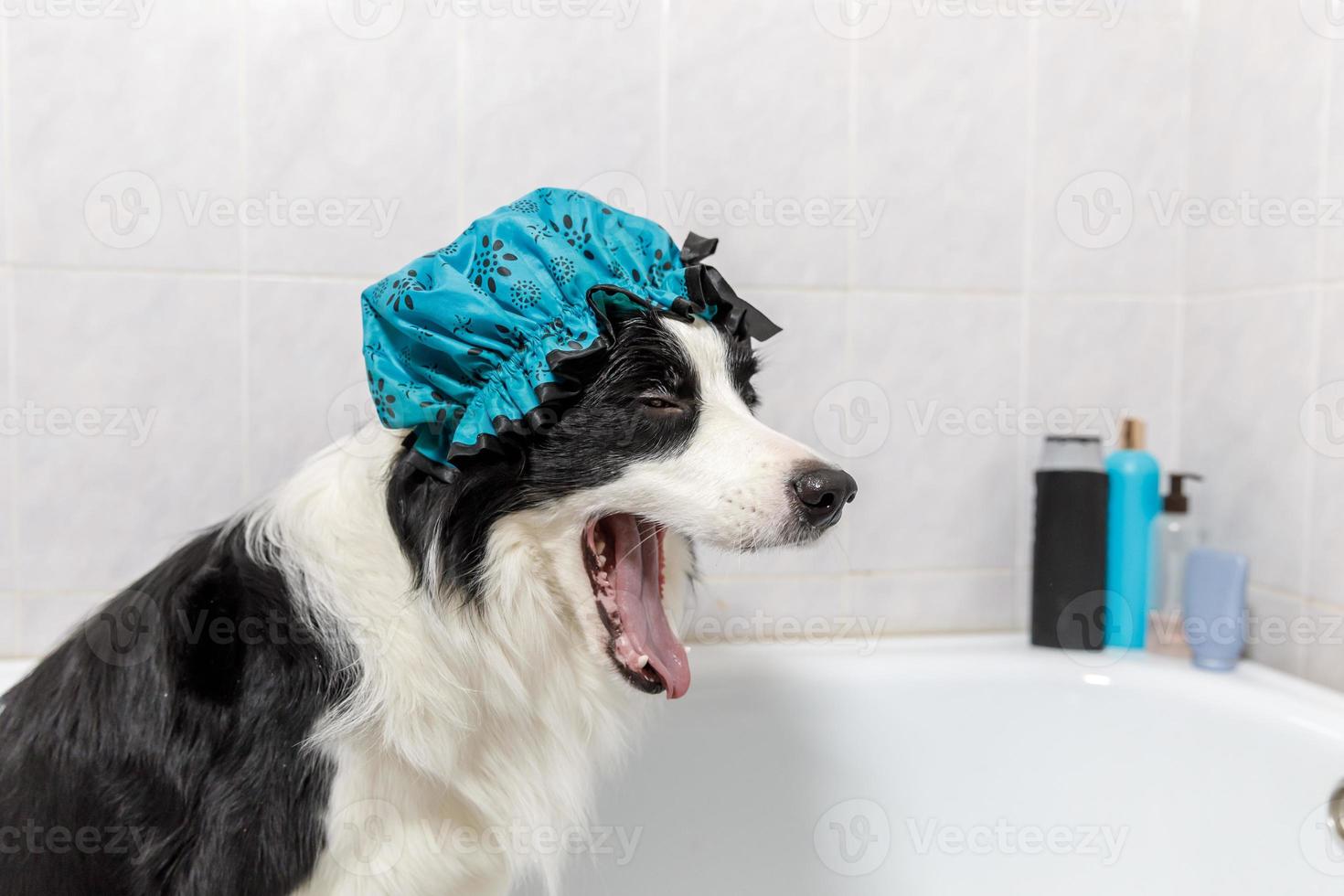 rolig inomhus- porträtt av valp hund gräns collie Sammanträde i bad får bubbla bad bär dusch keps. söt liten hund i badkar redo för tvätta i badrum. spa behandlingar i grooming salong begrepp. foto