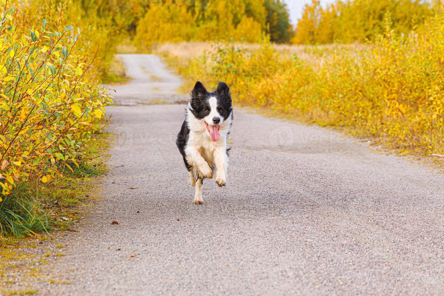 utomhus porträtt av söta leende valp border collie körs i höst park utomhus. liten hund med roligt ansikte på promenader i solig höst höstdag. hej höst kallt väder koncept. foto