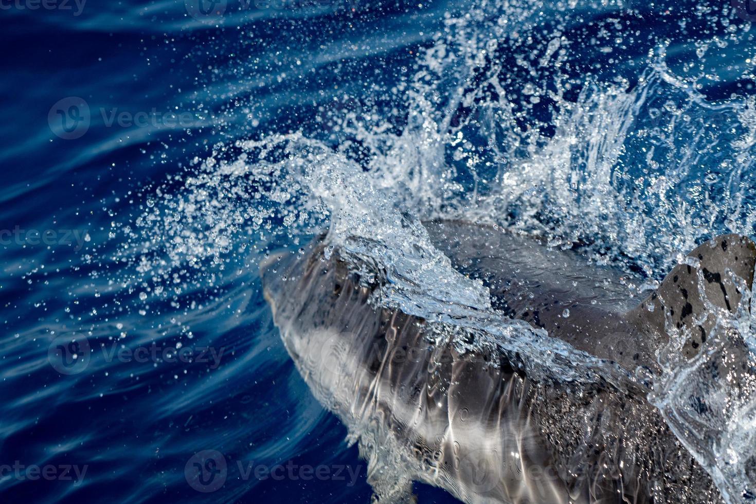 delfin medan Hoppar i de djup blå hav foto