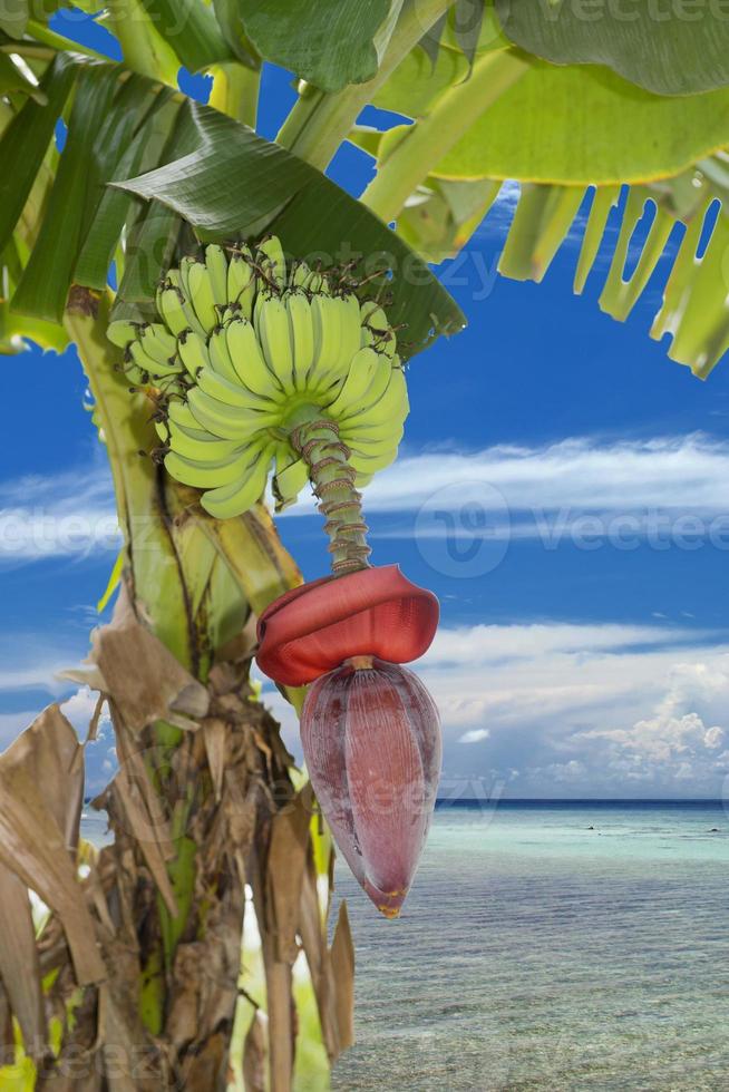 bananer på turkos tropisk paradis bakgrund foto