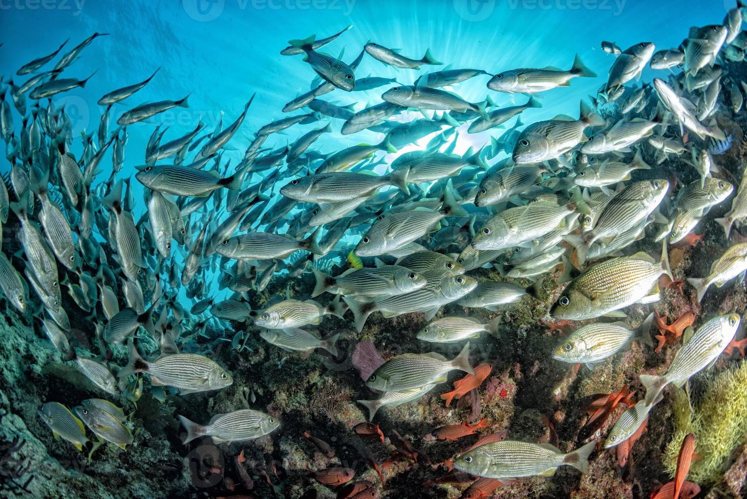 sardin skola av fisk boll under vattnet foto