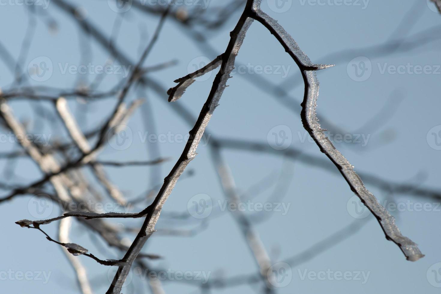 träd gren täckt förbi is i vinter- tid foto