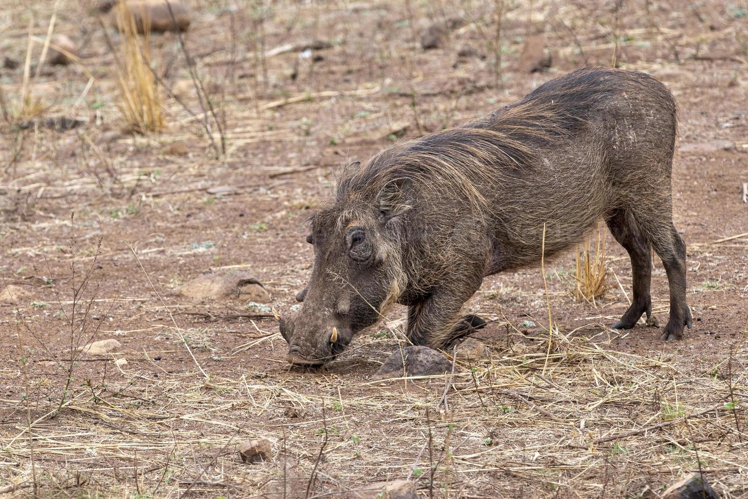 warthog i kruger parkera söder afrika foto