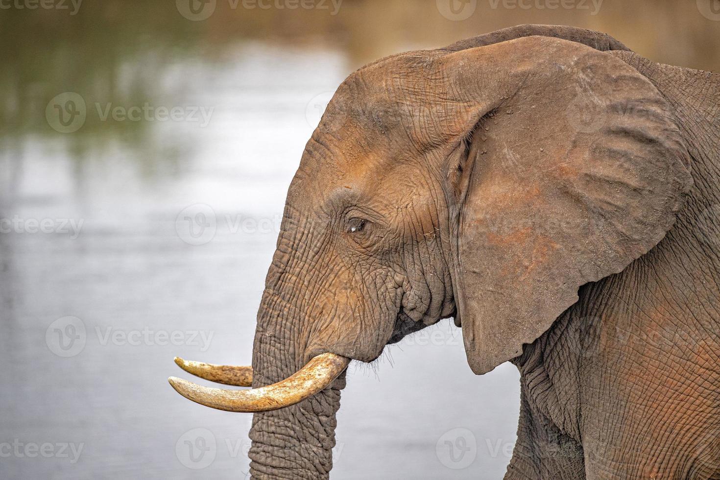 elefant öga stänga upp i kruger parkera söder afrika foto