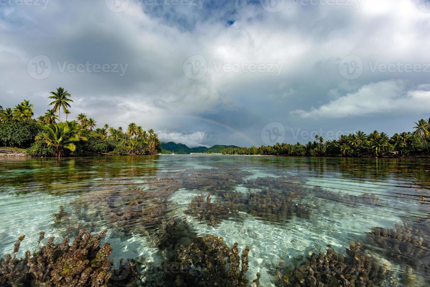 snorkling i franska polynesien ner under värld foto