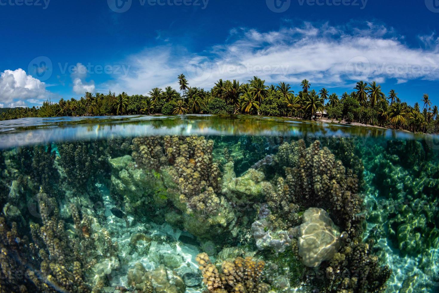 snorkling i franska polynesien ner under värld foto