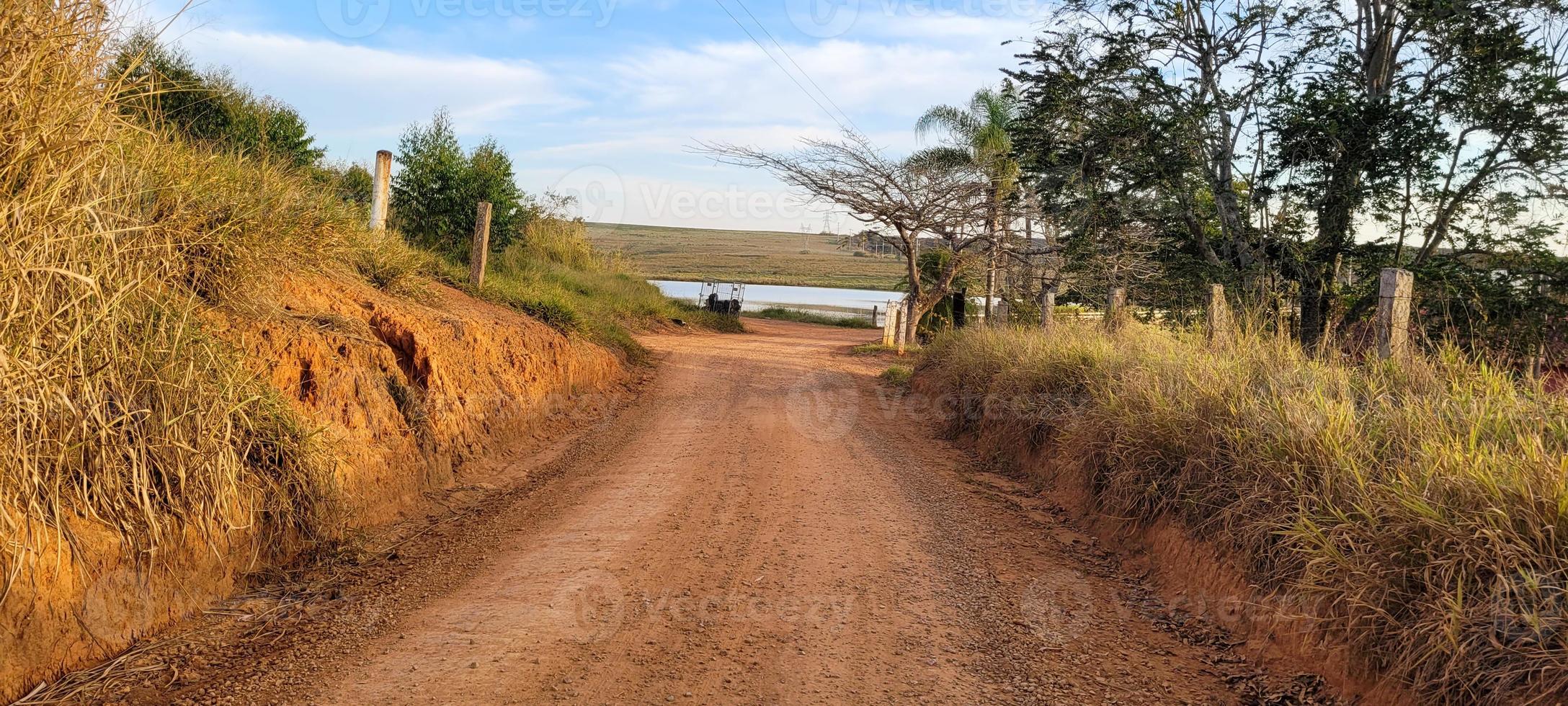 eukalyptus plantage bruka i solig dag i Brasilien landsbygden på smuts väg foto