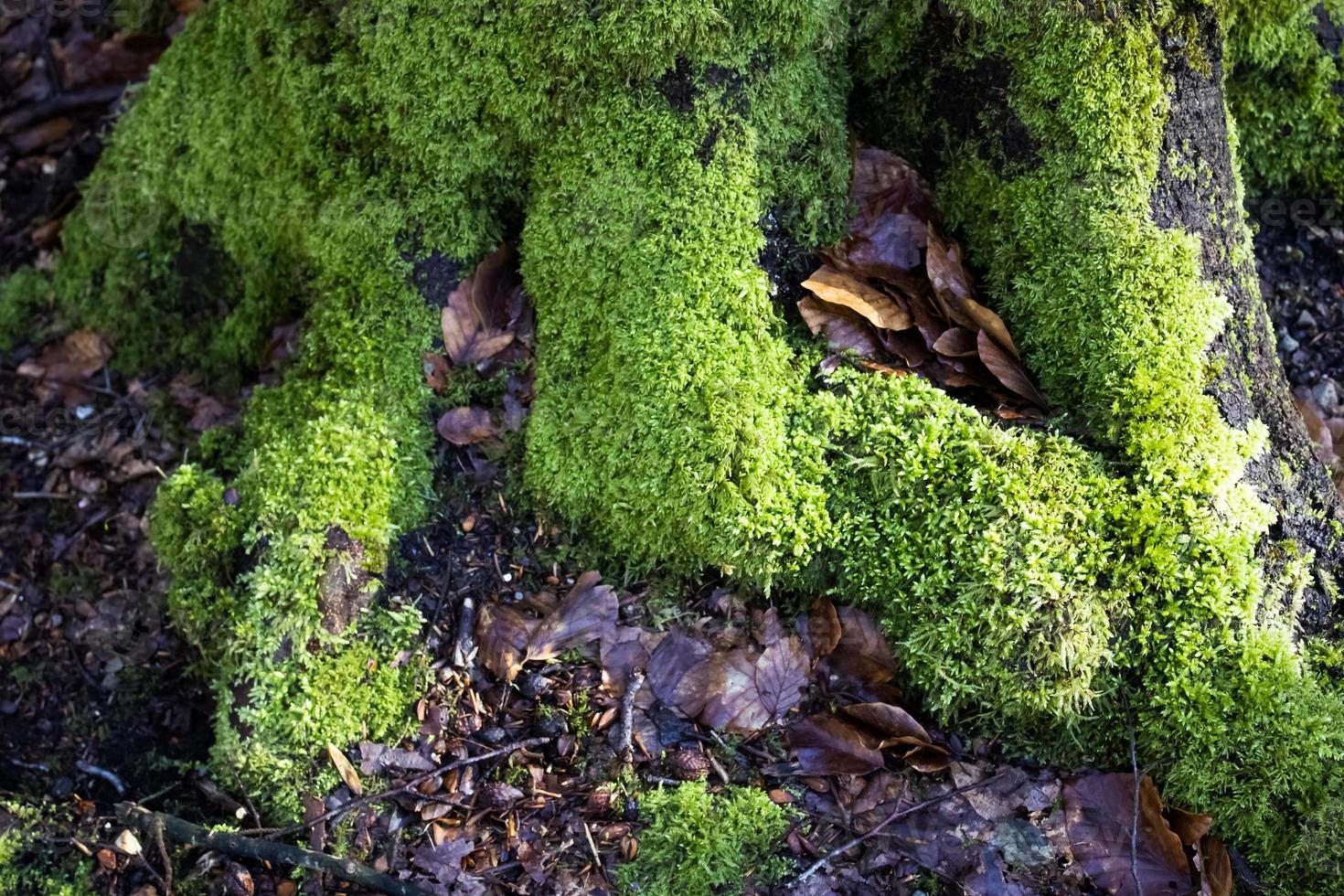 detaljerad stänga upp se på en skog jord textur med mossa och grenar foto