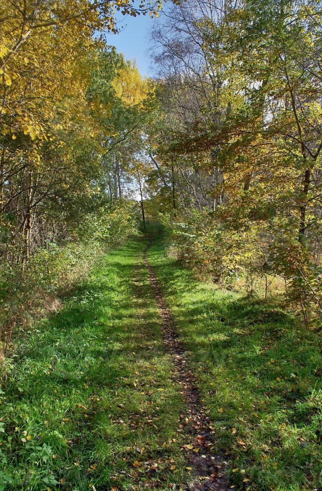 vacker utsikt in i en tät grön skog med starkt solljus som kastar djup skugga foto