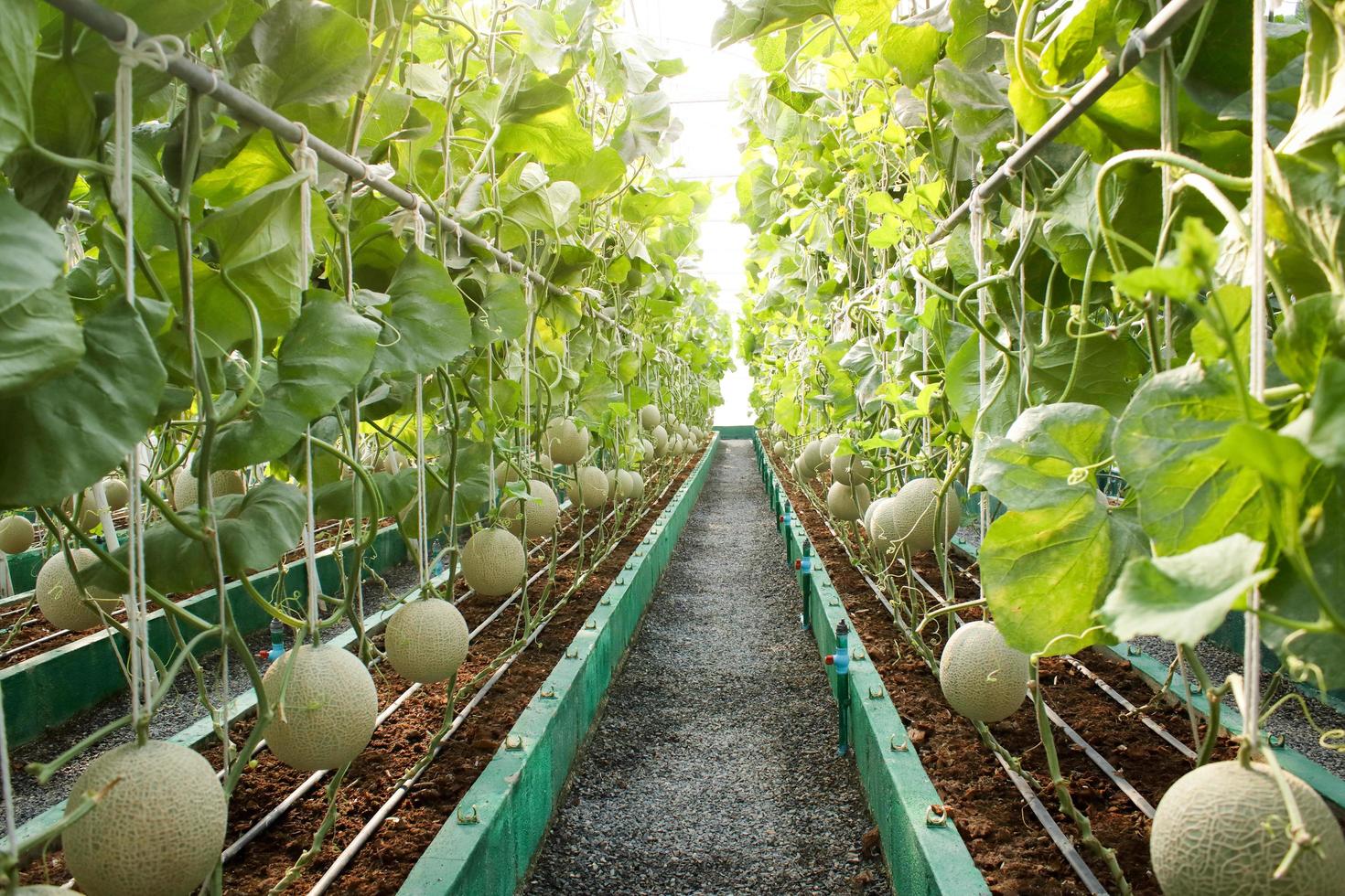 lantbruk begrepp. melon bruka i stor växthus. använda sig av modern teknologi till växa växter den där är giftfri. modern lantbruk, smart bruka foto