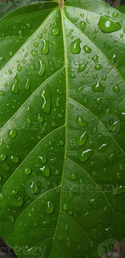 Foto av grön löv med regndroppar lämplig för bakgrund