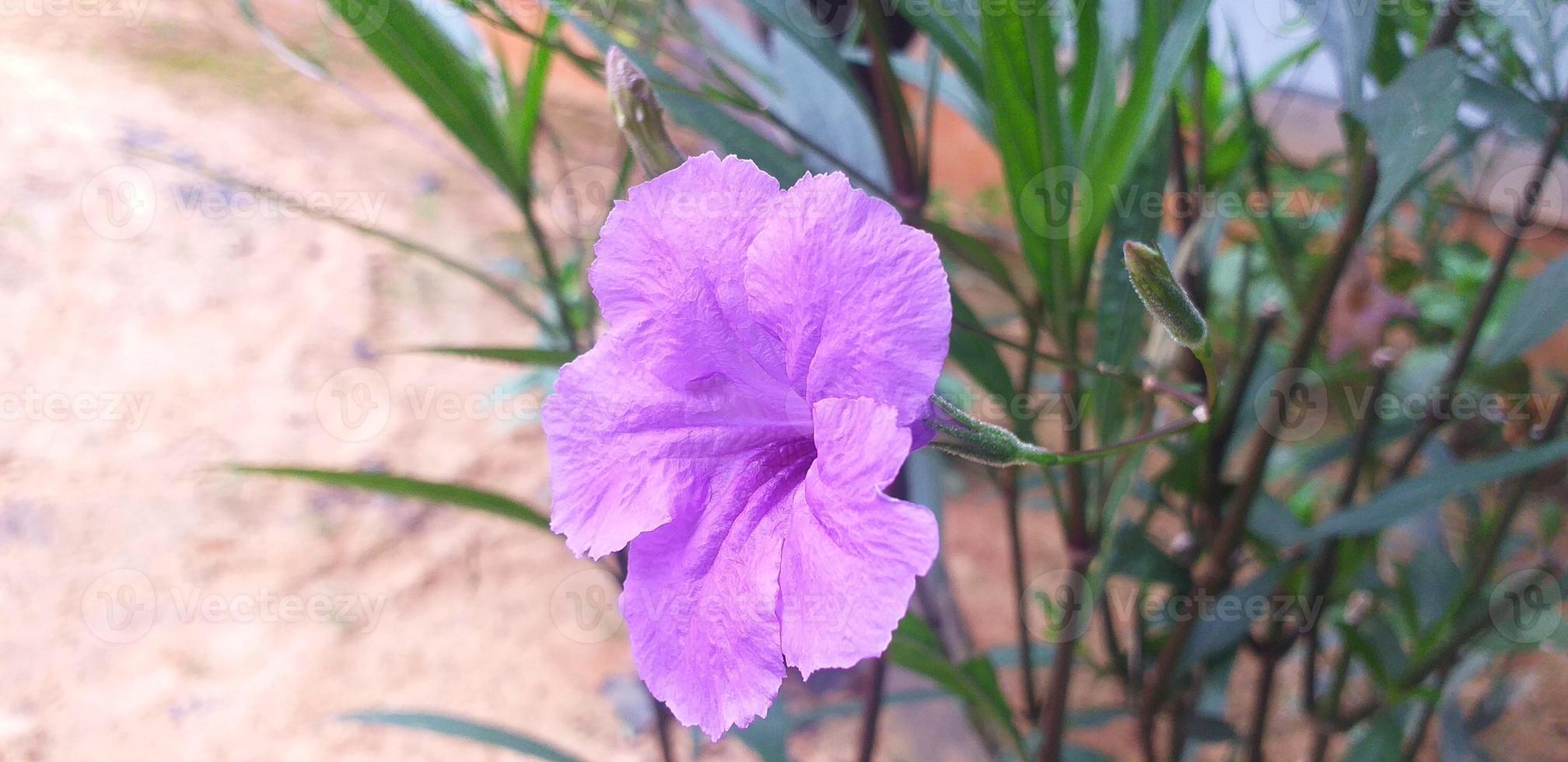 lila blommor den där är så skön är lämplig för de trädgård foto