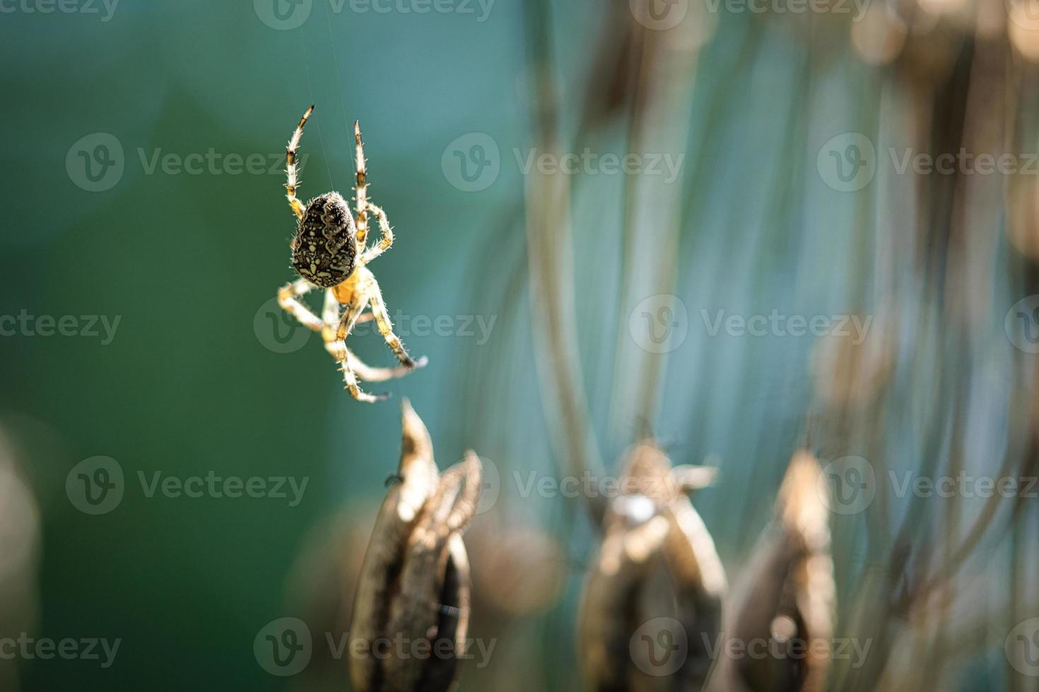 korsa Spindel krypande på en Spindel tråd till en växt. en användbar jägare bland insekter foto