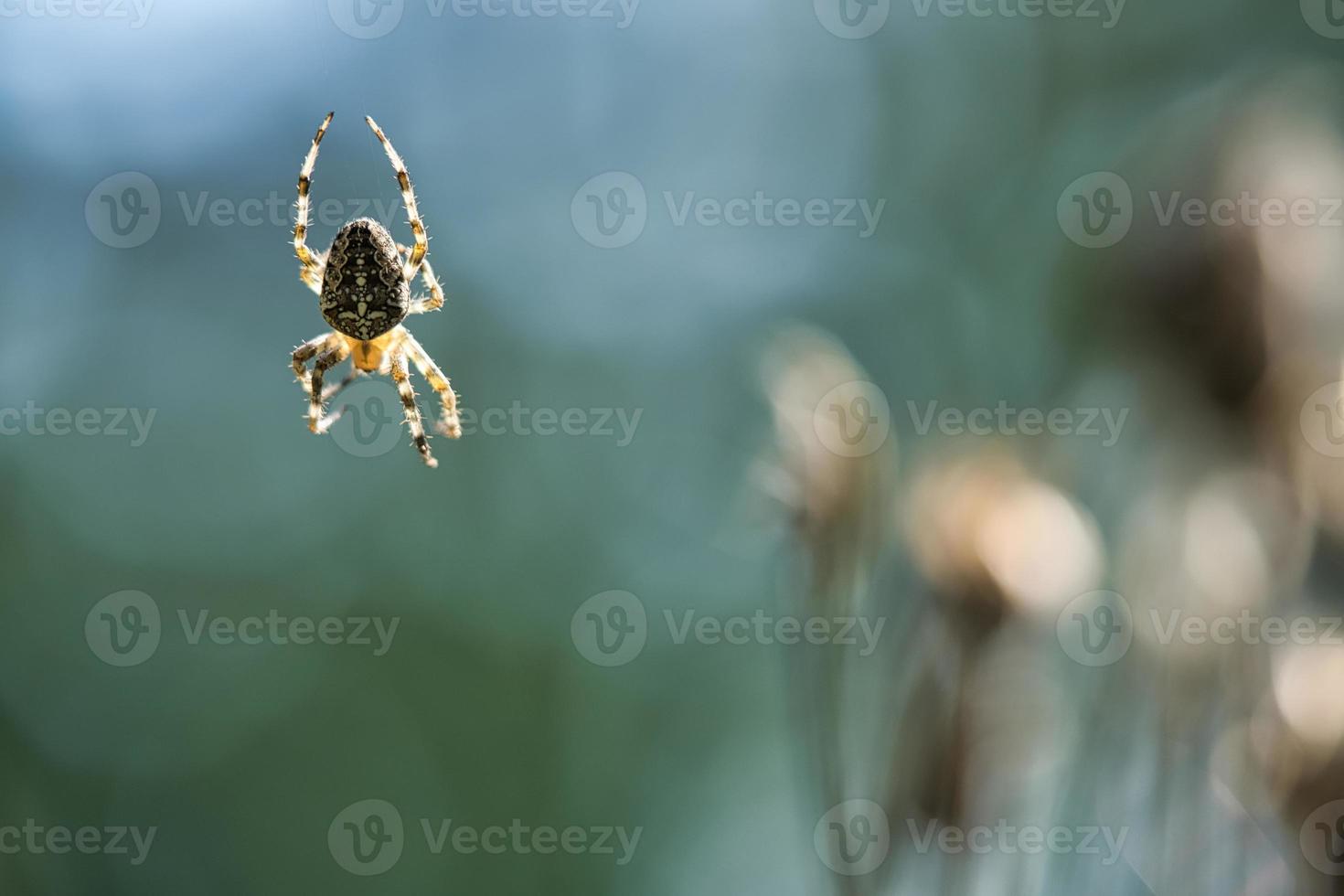 korsa Spindel krypande på en Spindel tråd. en användbar jägare bland insekter.suddig foto