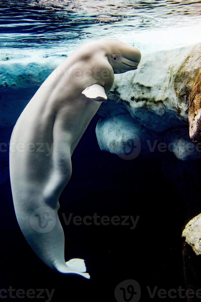 beluga val vit delfin porträtt foto