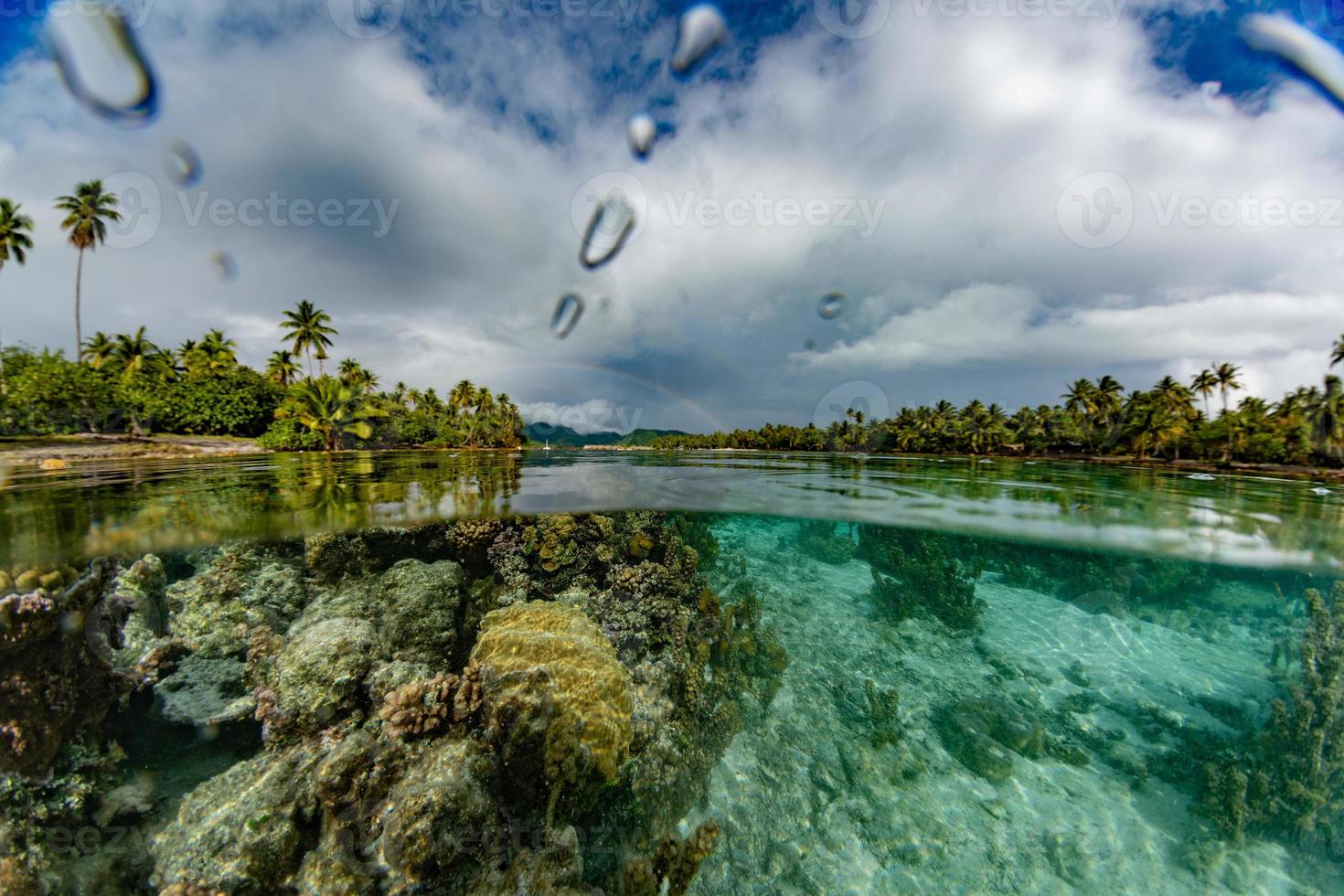 snorkling i franska polynesien korall rev trädgårdar och regnbåge foto