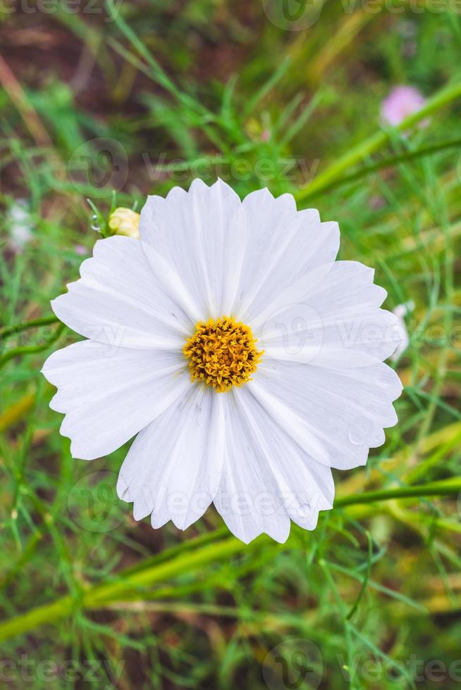 kosmos blomma i de trädgård, närbild foto