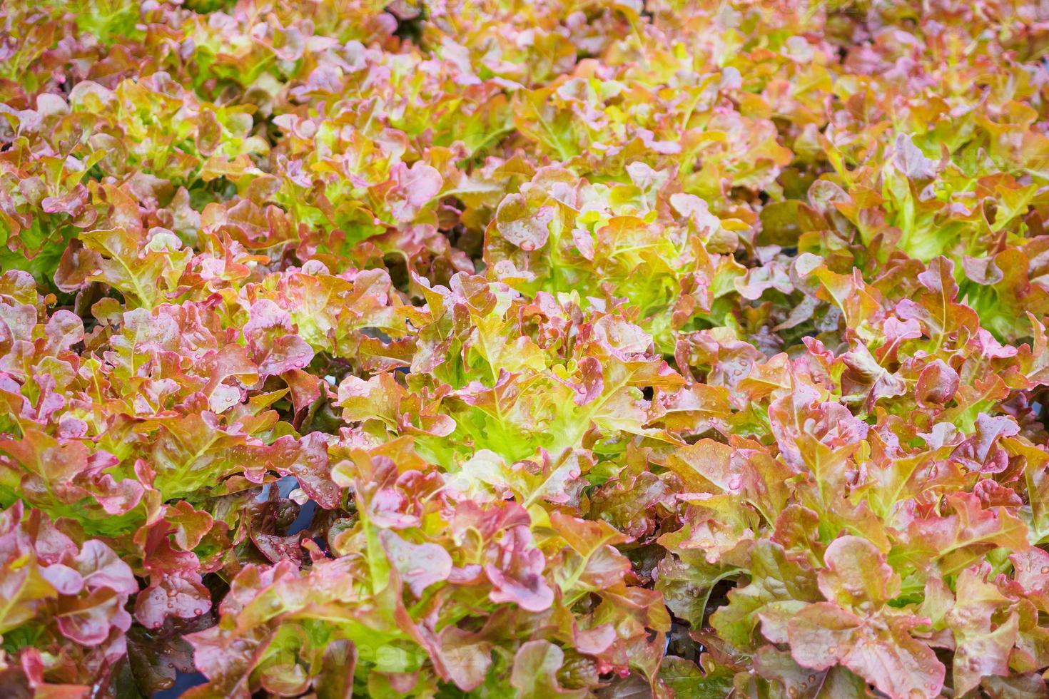 färska ekologiska lollo rossa röda blad sallad sallad växt i hydroponics grönsaker gård system foto