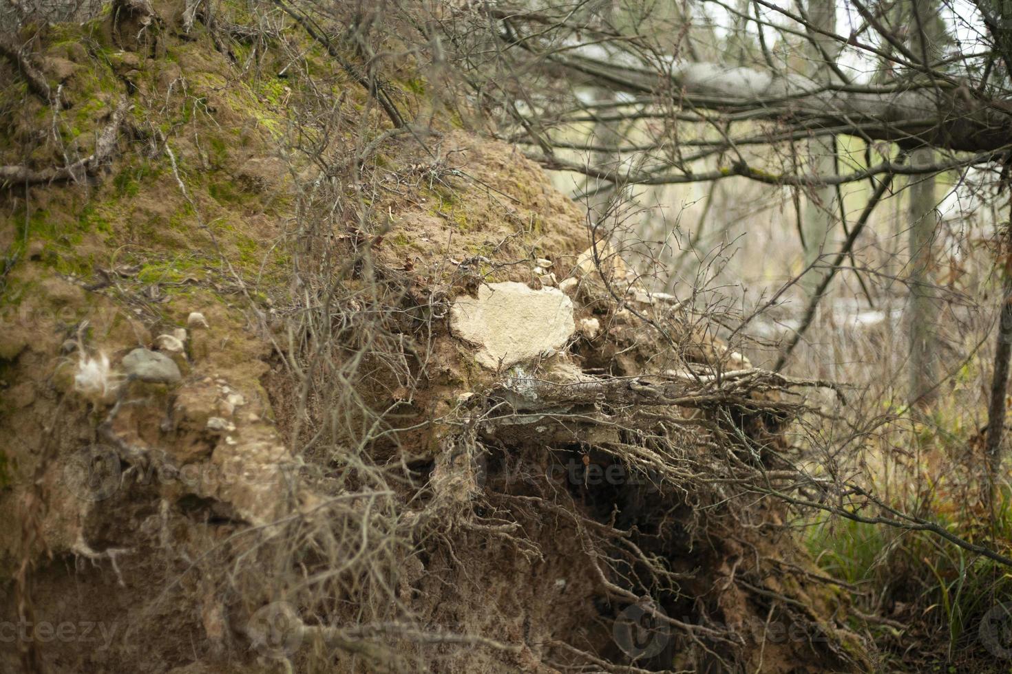 naturen i skogen. växter på hösten. foto