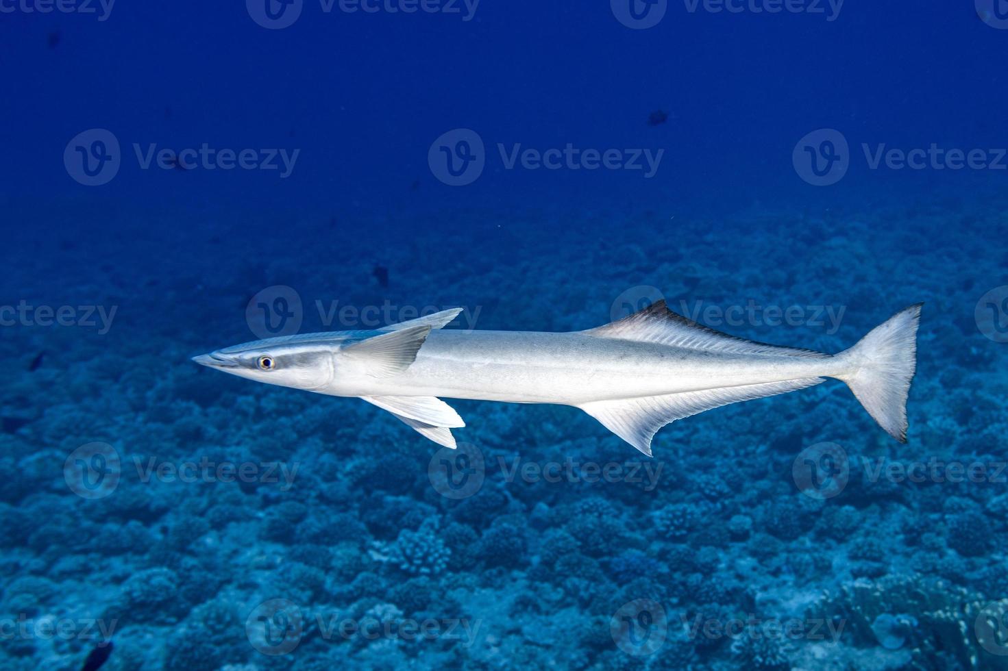 remora sugfisk i blå hav av polynesien foto