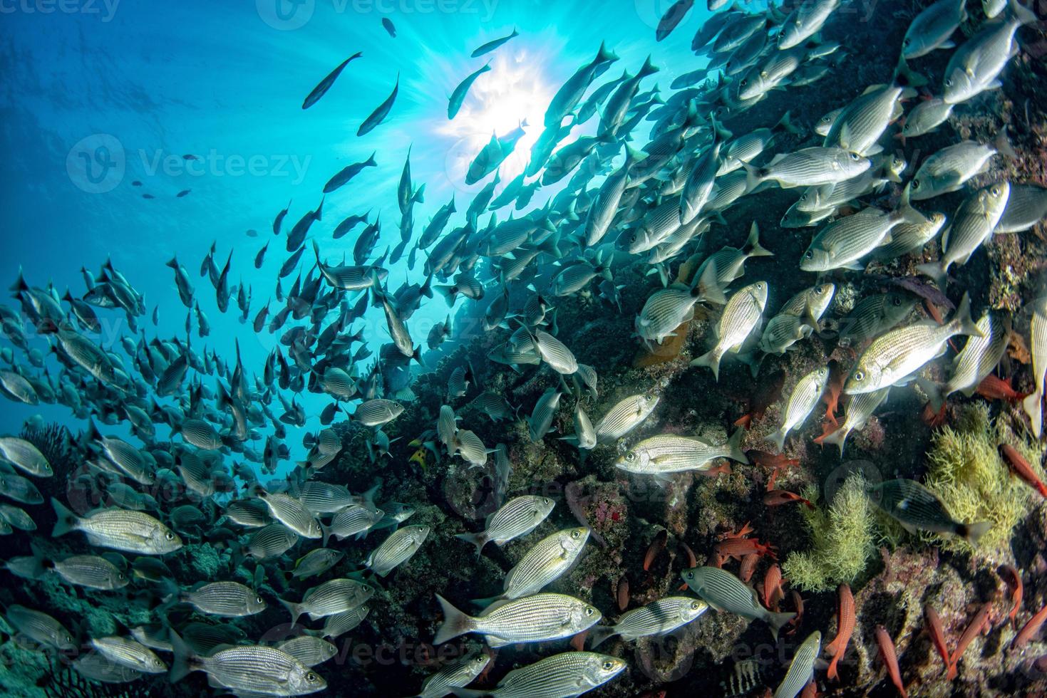 sardin skola av fisk boll under vattnet foto