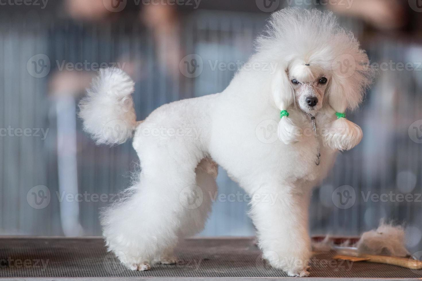 pudel vit hund ser på du på en toalett tabell foto