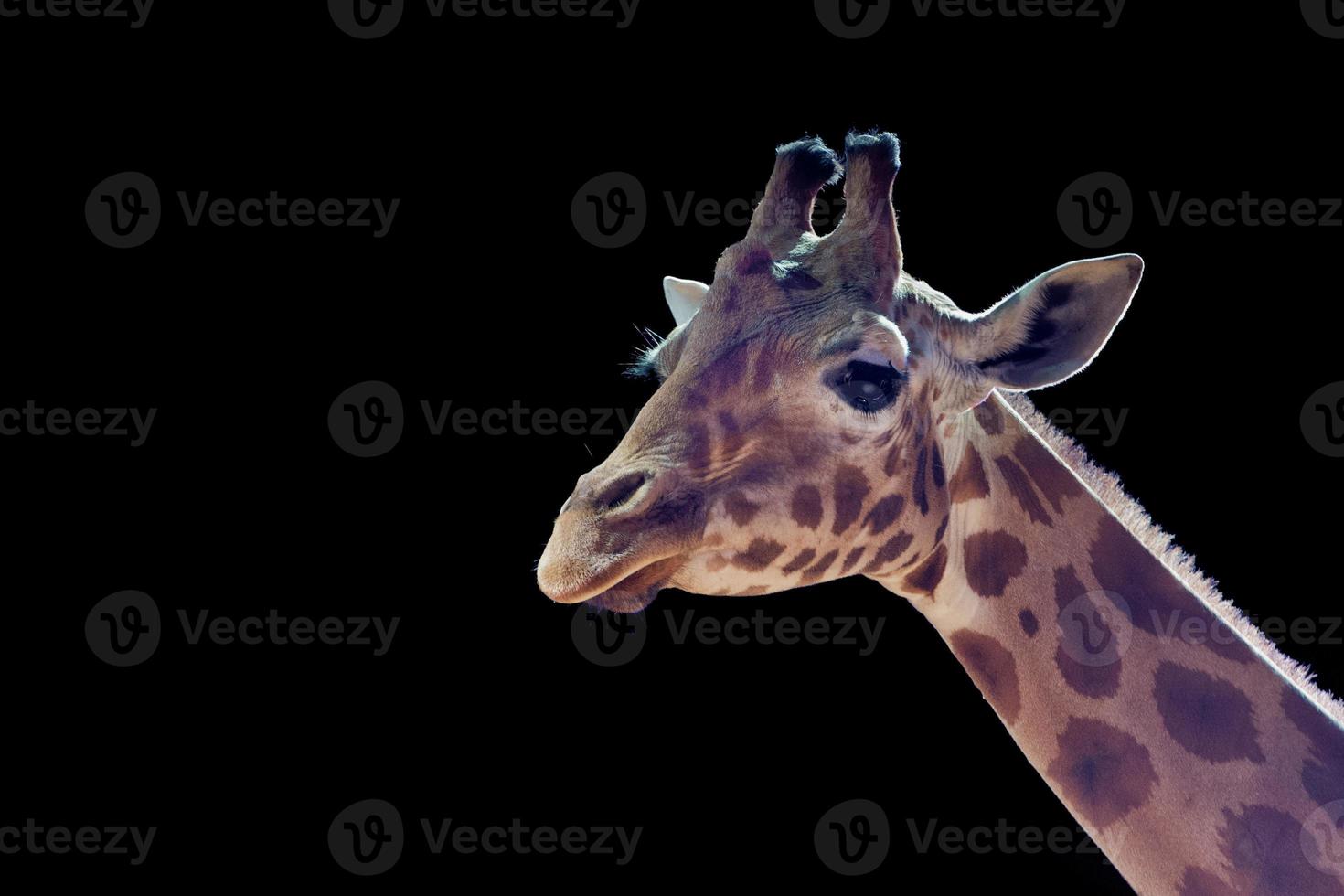 isolerat giraff stänga upp porträtt foto