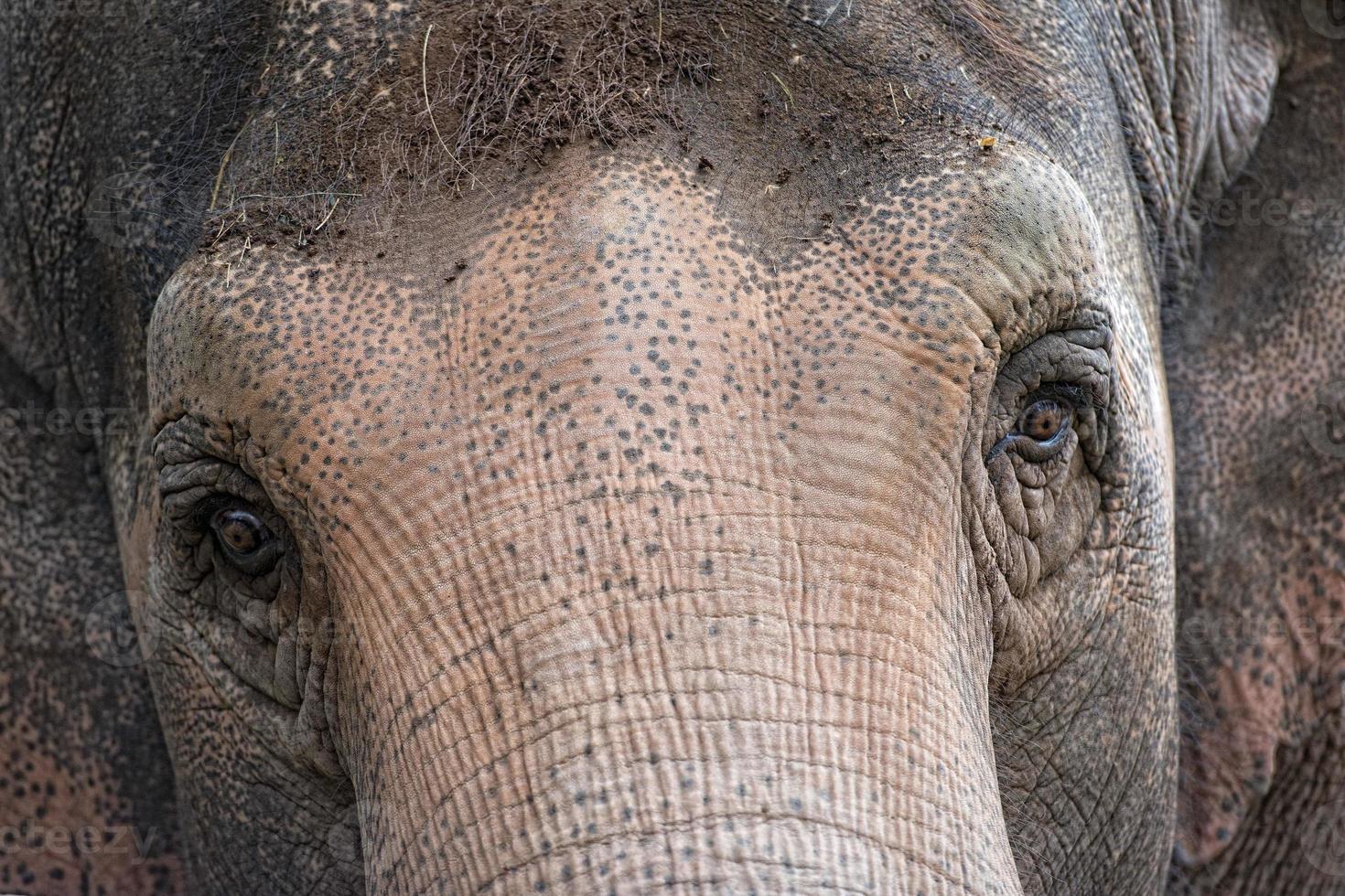 elefant öga stänga upp detalj foto