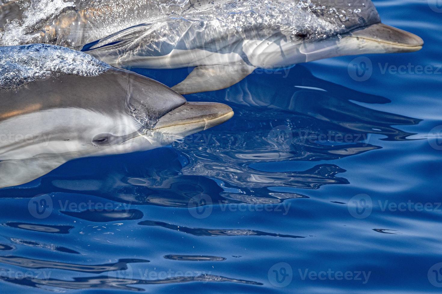 randig delfin medan Hoppar i de djup blå hav foto