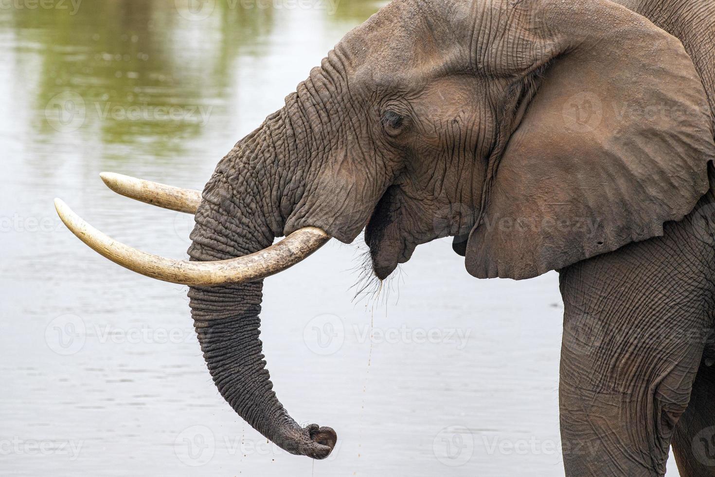 elefant dricka på de slå samman i kruger parkera söder afrika foto