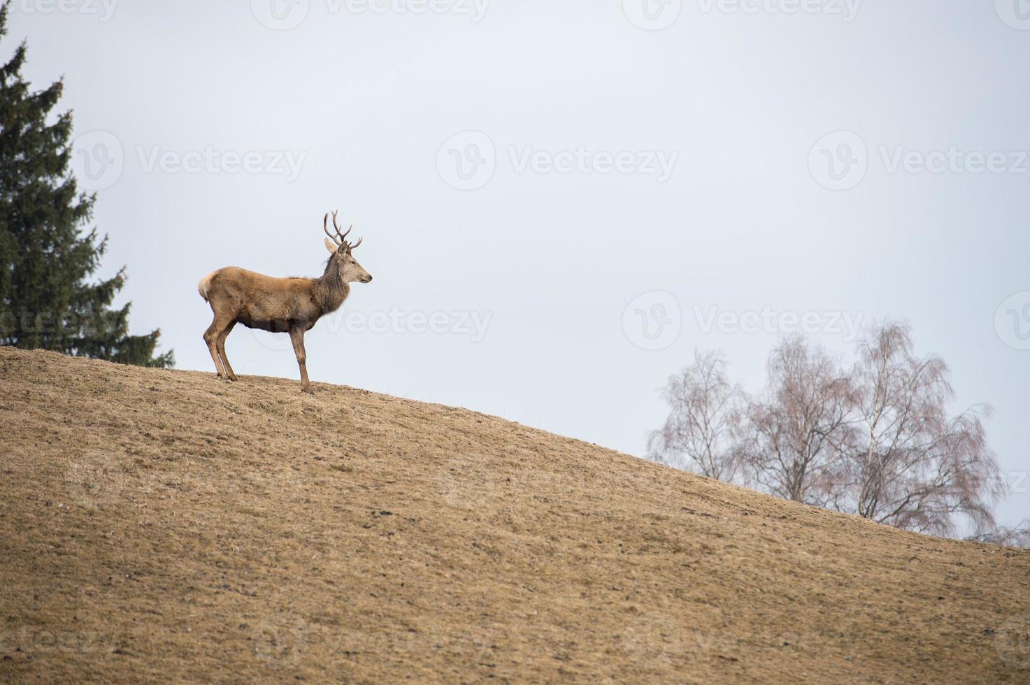 rådjur löpning på de gräs bakgrund foto