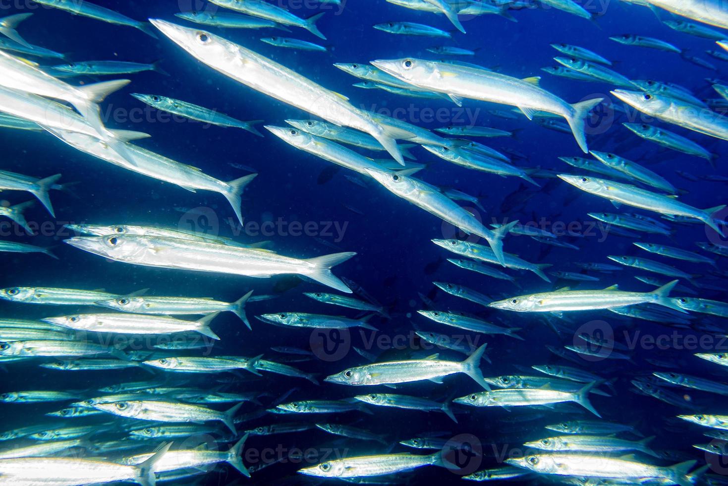 barracuda fisk under vattnet foto