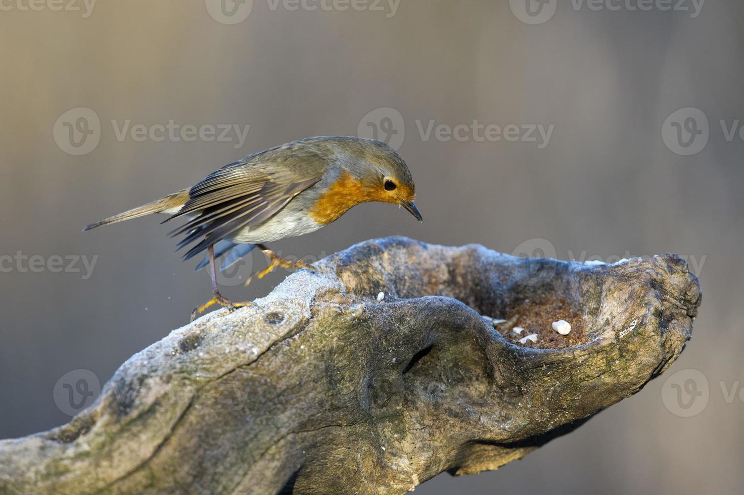 robin fågel röd bröst foto