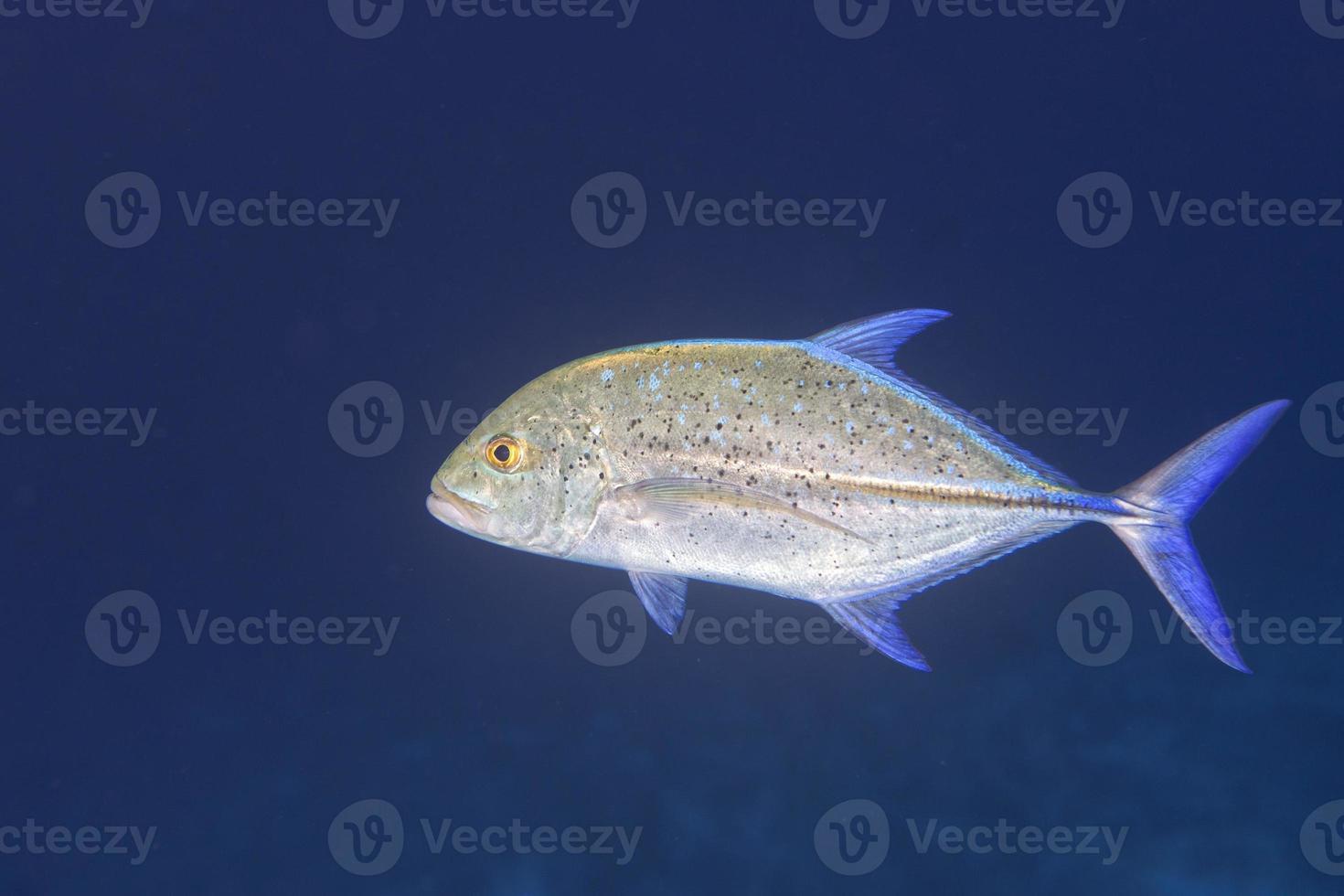 jätte trevally tonfisk caranx fisk foto