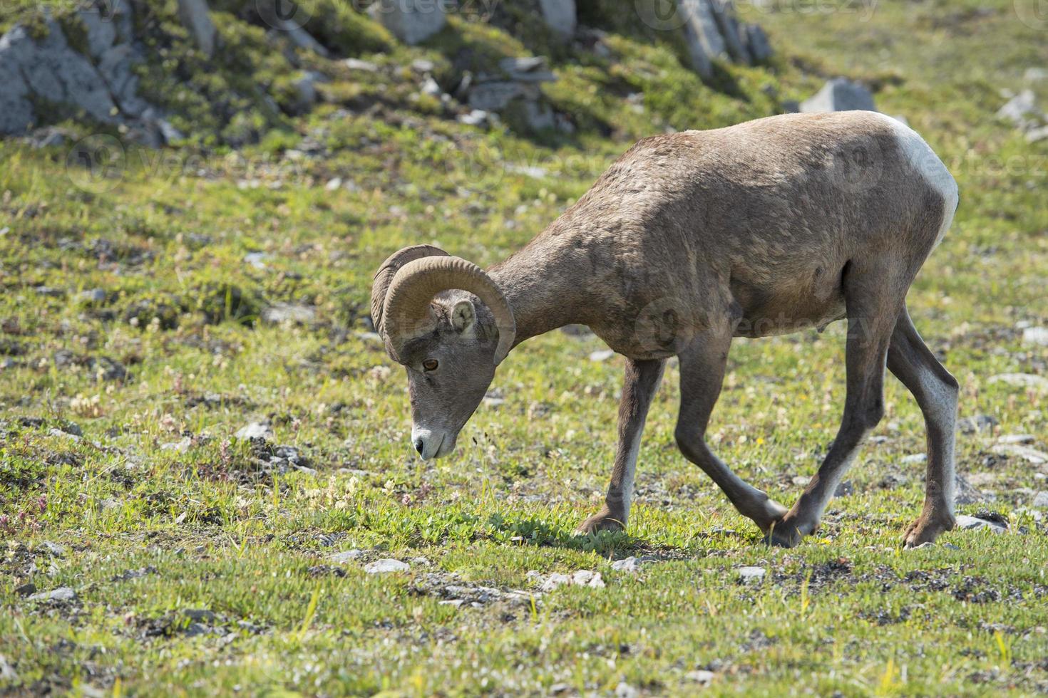 stor horn får porträtt foto