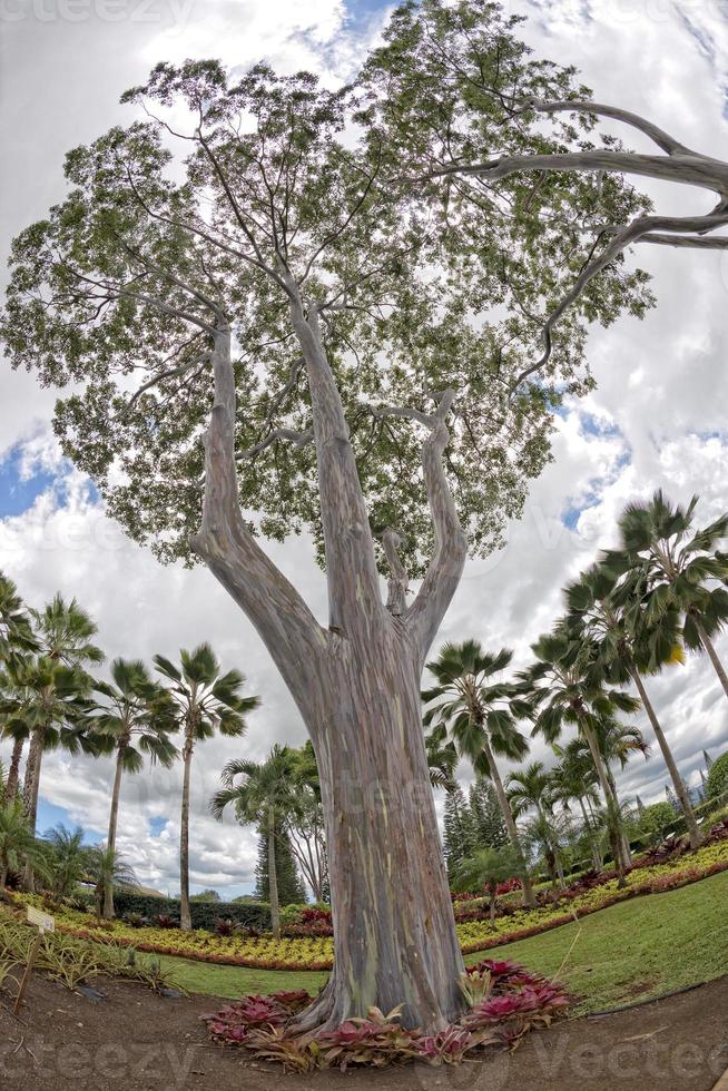 regnbåge eukaliptus träd i hawaii foto