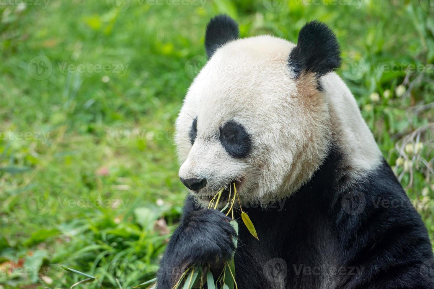 jätte panda medan äter bambu foto