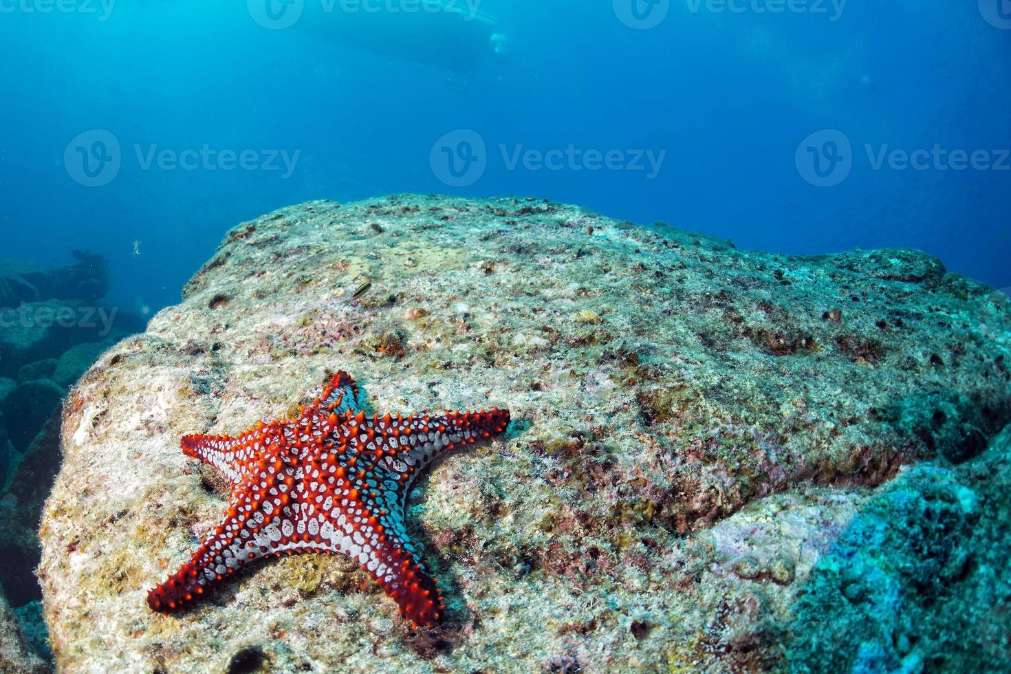 hav stjärnor i en rev färgrik under vattnet landskap bakgrund foto