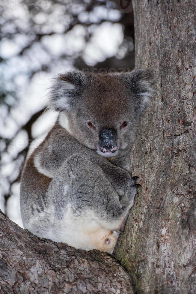 vild koala på en träd medan ser på du foto