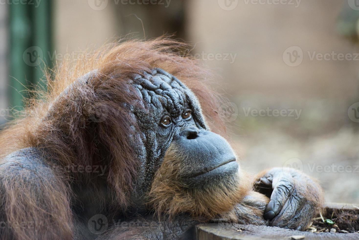 orangutang apa stänga upp porträtt foto