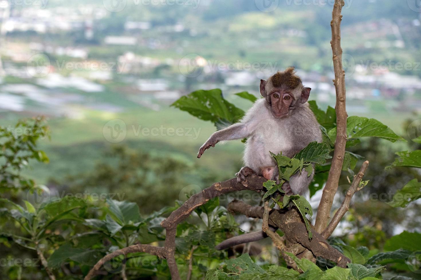 indonesien makak apa apa stänga upp porträtt foto