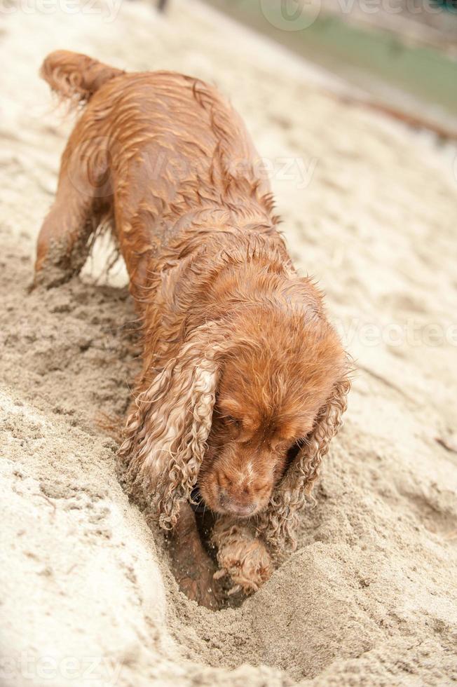 nyfödd valp engelsk cockerspaniel spaniel hund grävning sand foto